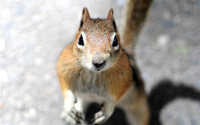 a squirrels face-Wild Animal HD Wallpapers Views:23302 Date:2012/4/21 10:26:41