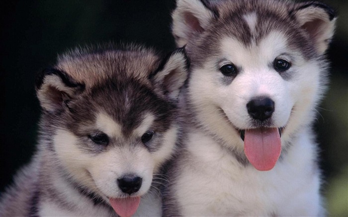 chiots Malamute d'Alaska-Animaux la photographie d'écran HD Vues:56558