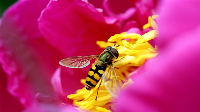 étonnant des insectes micro-toutes sortes d'insectes papier peint Vues:10478