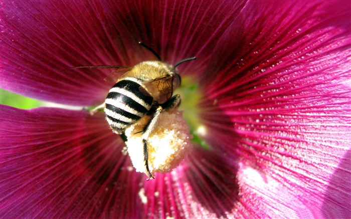 bee-all kinds of insects wallpaper Views:12657 Date:2012/4/2 23:12:46