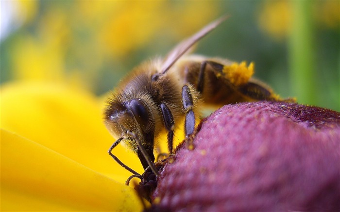 bee and flower-all kinds of insects wallpaper Views:11295 Date:2012/4/2 23:13:26