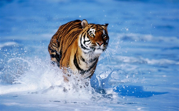 bengal tiger panthera tigris-Wild Animal HD Wallpapers Views:60598 Date:2012/4/21 10:24:42