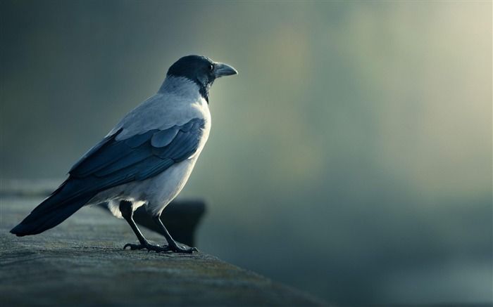 oiseau-Animaux la photographie d'écran HD Vues:13544