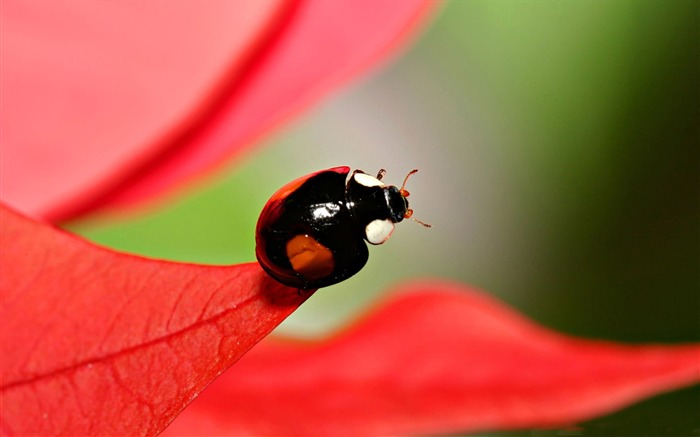 coléoptères noirs avec des taches rouges-toutes sortes d'insectes papier peint Vues:13574