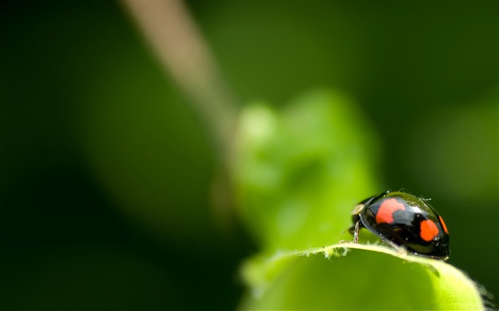 macro de coccinelle noire-toutes sortes d'insectes papier peint Vues:11986