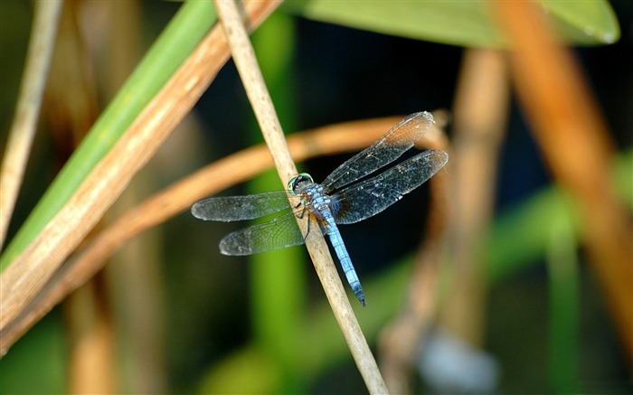 libellule bleue-toutes sortes d'insectes papier peint Vues:12119