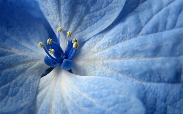 fleur bleue-fond d'écran photographie Fleurs Vues:9986