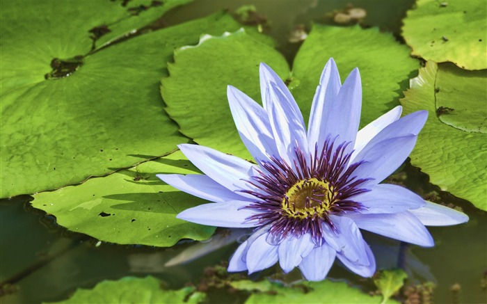 Água azul lírio-flores Fotografia Wallpaper Visualizações:11524