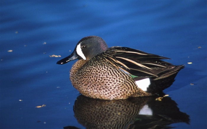 bleu sarcelle drake canard-Animaux la photographie d'écran HD Vues:11993