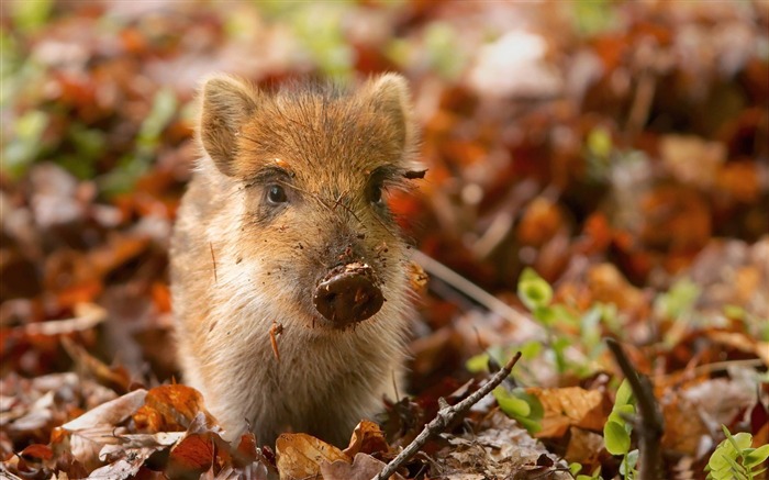 boar piglet-Wild Animal HD Wallpapers Views:27543 Date:2012/4/21 10:36:58