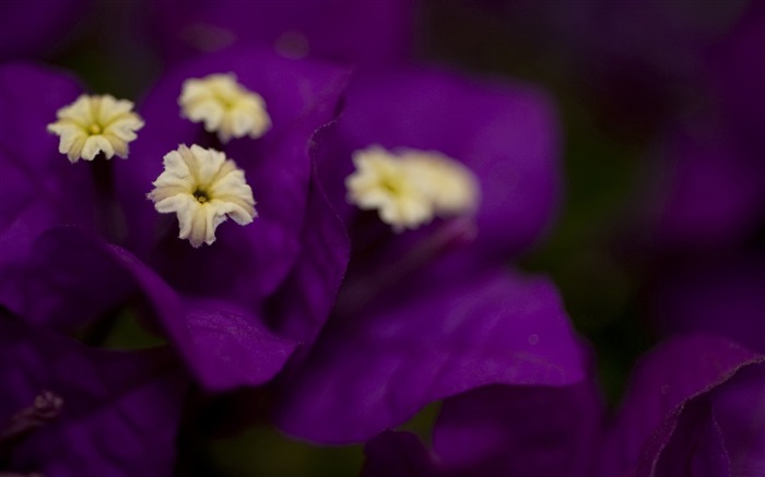 Papéis de Parede de Fotografia de Bougainvillea-Flowers Visualizações:9951