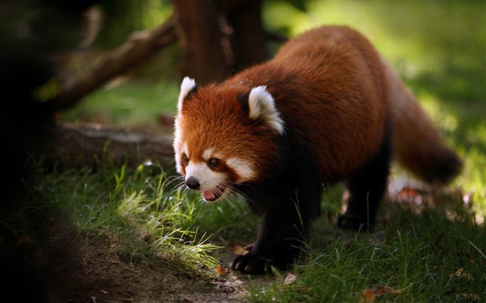 brilliant red panda-Wild Animal HD Wallpapers Views:19500 Date:2012/4/21 10:25:34