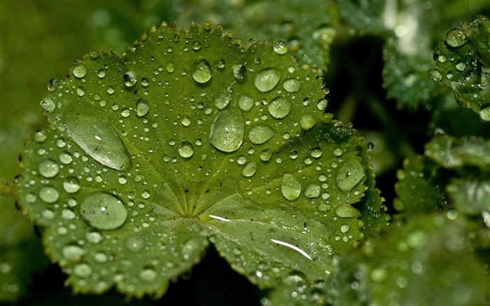 Burdock Leaf-Plants fotografia HD wallpaper Visualizações:11034