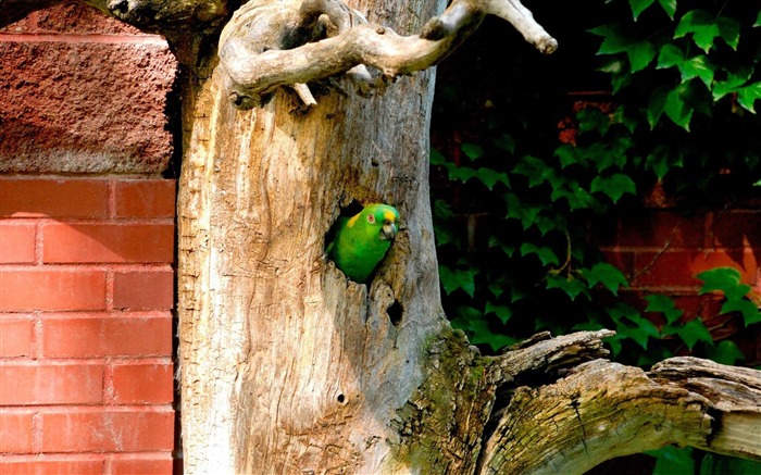 burrowing parrot-Bird photography wallpaper Views:9381 Date:2012/4/12 2:12:24