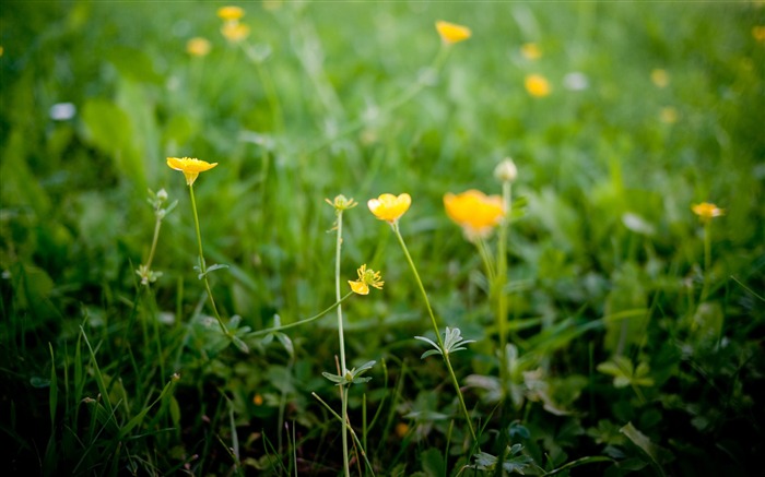 キンポウゲの花-花写真壁紙 ブラウズ:13221