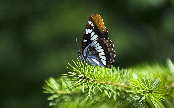 papillon sur branche de sapin-toutes sortes d'insectes papier peint Vues:10658