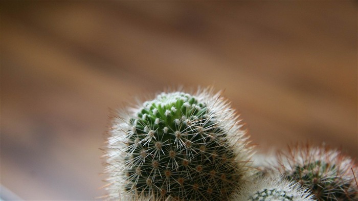 fotografia cactus-plantas papel de parede HD Visualizações:10071