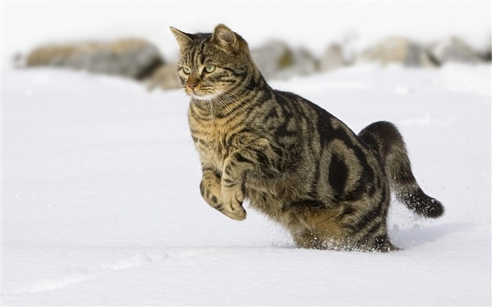 chat en cours d'exécution-Animaux la photographie d'écran HD Vues:18744