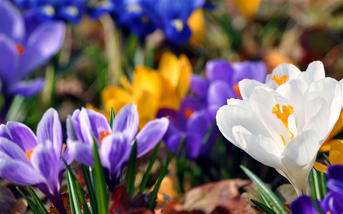 fleurs de crocus-fond d'écran photographie Fleurs Vues:9344