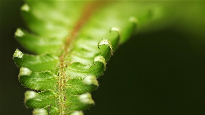 cachos - fotografia de plantas papel de parede HD Visualizações:8427