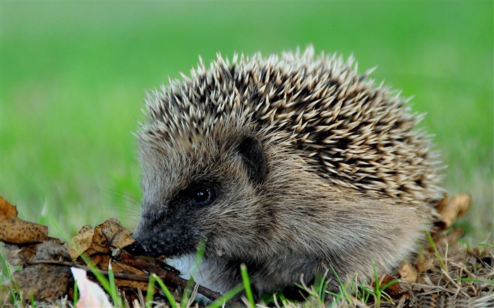 cute hedgehog-Wild Animal HD Wallpapers Views:30169 Date:2012/4/21 10:27:26