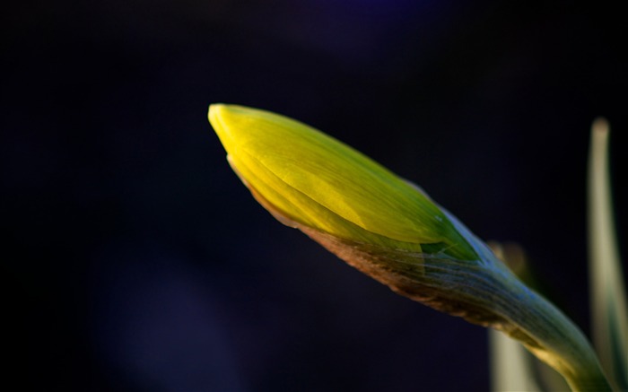 Daffodil Bud-Flowers Papéis de Parede de Fotografia Visualizações:9898