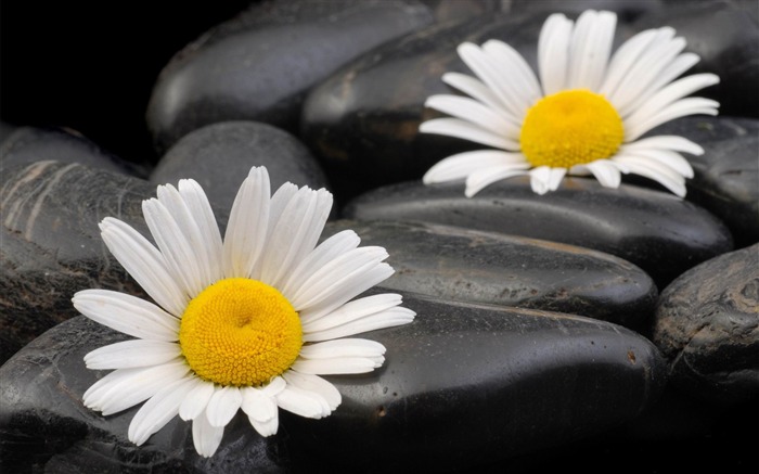 Daisies-Flowers Desktop wallpaper Visualizações:11400