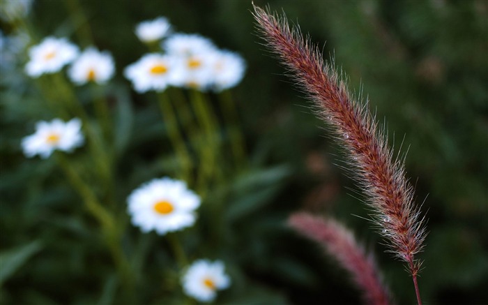 Incroyable la photographie macro fond d'écran Vues:22859