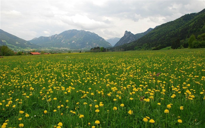 Dandelion field-beautiful nature landscape wallpapers Visualizações:12500