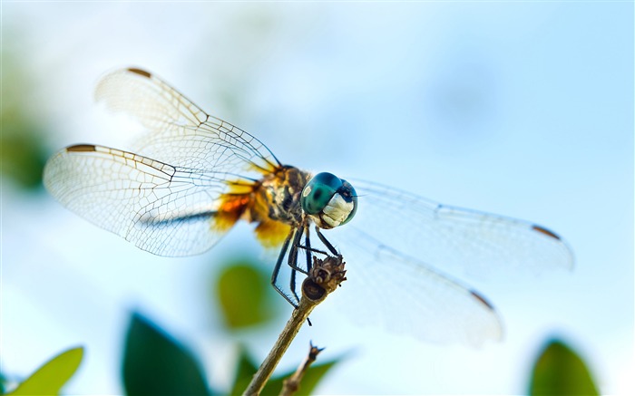 dragonfly-all kinds of insects wallpaper Views:12434 Date:2012/4/2 23:19:19