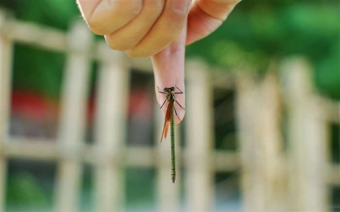 dragonfly friendship-all kinds of insects wallpaper Views:8959 Date:2012/4/2 23:22:10