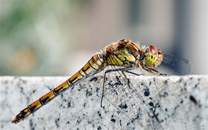 dragonfly macro-all kinds of insects wallpaper Views:10961 Date:2012/4/2 23:20:04