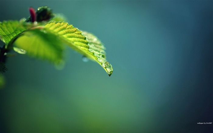 gota e verde - fotografia de plantas papel de parede HD Visualizações:9966