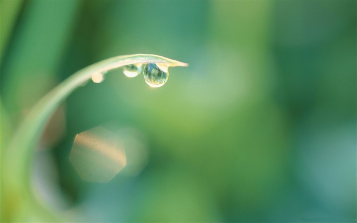 gotas en la hierba-Fotografía macro fondo de pantalla Vistas:9673