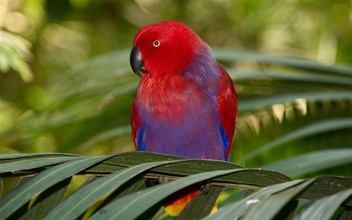 eclectus parrot-Bird photography wallpaper Views:12120 Date:2012/4/12 2:13:09