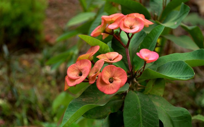 Papel de parede da fotografia Euphorbia-Flowers Visualizações:9612