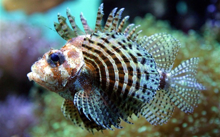 des poissons exotiques-Animaux la photographie d'écran HD Vues:26114