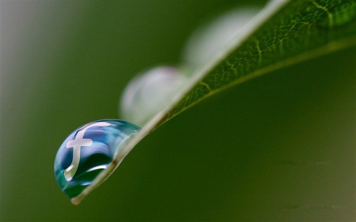 fedora core drops-Plant macro fotografia papel de parede Visualizações:10648