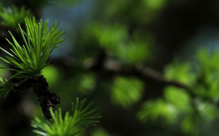 冷杉针-植物微距摄影壁纸 浏览:8977