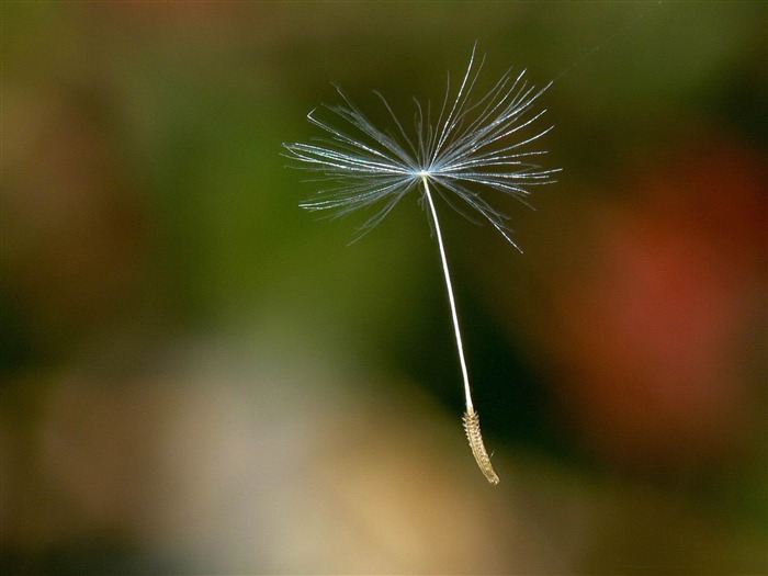 escama de diente de león volando-Macro fotografía fondo de pantalla Vistas:11269