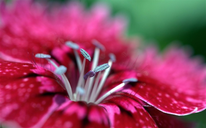 Fondo de pantalla de macro de flores Vistas:11750