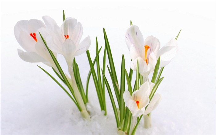 fleurs dans la neige-fond d'écran photographie Fleurs Vues:11638