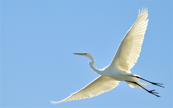 flying great egret-Bird photography wallpaper Views:11626 Date:2012/4/12 2:15:22