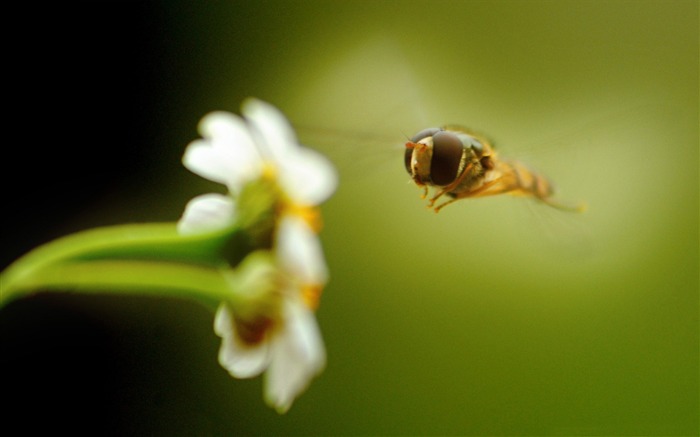 flying insect-all kinds of insects wallpaper Views:9572 Date:2012/4/2 23:21:08