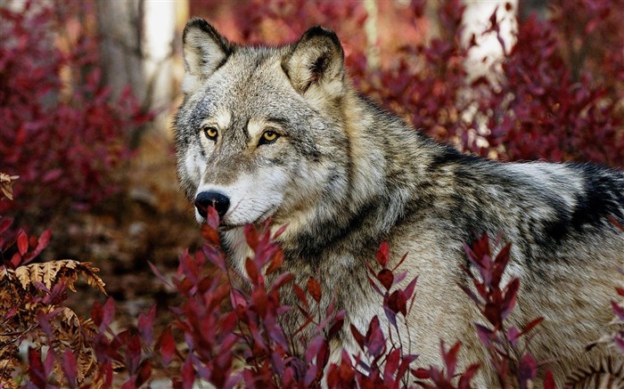 la forêt du loup-Animaux la photographie d'écran HD Vues:65126