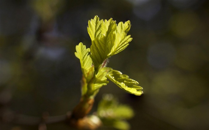 de pequenas bolotas - papel de parede de macro de planta Visualizações:9874