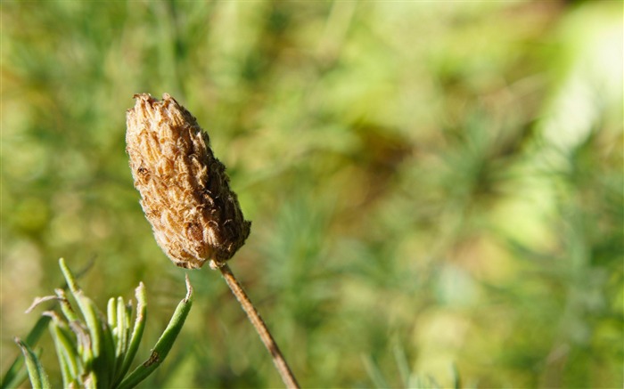 Fondo de pantalla de fotografía de hierba-Macro Vistas:9348