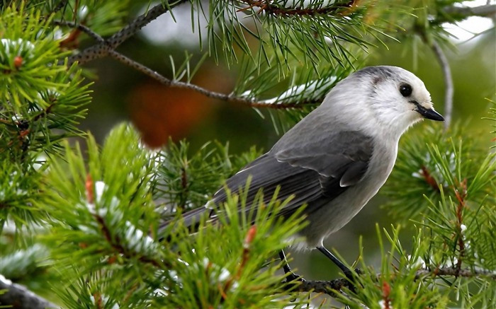 gray jay-Bird photography wallpaper Views:13502 Date:2012/4/12 2:14:01