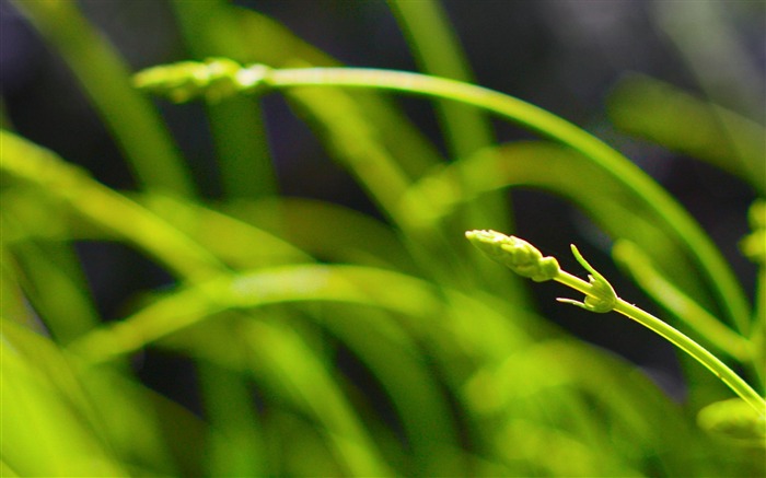 Papel de parede da macro fotografia de lavanda-planta verde Visualizações:9029