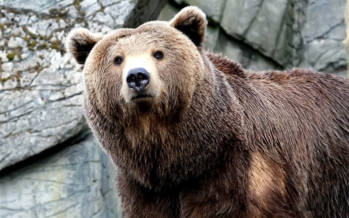 grizzly bear-Wild Animal HD Wallpapers Views:27814 Date:2012/4/21 10:28:30